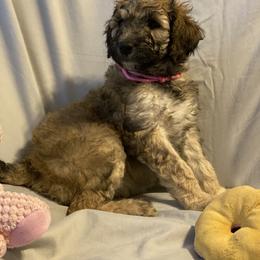 Goldendoodle, Saint Berdoodle, and Springerdoodle Puppies from LaDonna's Doodles