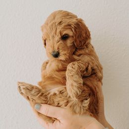 Goldendoodle Puppies from Patton Doodles