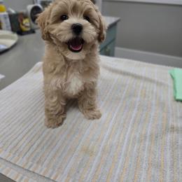 Maltipoo puppies from Mt.BakerPoodles&Doodles