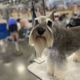 Kate - Miniature Schnauzer