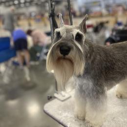 Kate - Miniature Schnauzer