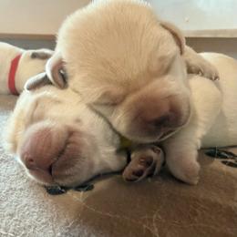 Boy 5 - Yellow male Labrador Retriever puppy in Hoosick Falls, New York from Findaway Labradors