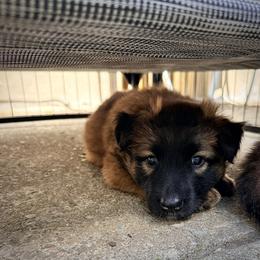 Pink Collar - Fawn and black female Belgian Tervuren puppy in Buffalo, New York from Nordstern Tervuren