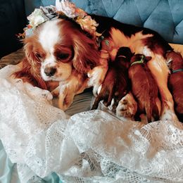 Cavalier King Charles Spaniel and Cavapoo Puppies from Cavapoo Puppy Parade