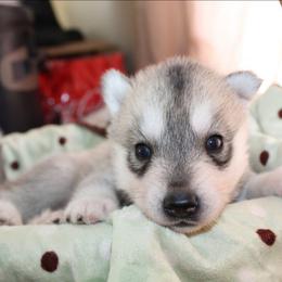 Weezer - Gray and white male Siberian Husky puppy in Le Sueur, Minnesota from Tevana Siberians LLC