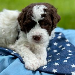 Red - Parti male Goldendoodle puppy in Hesperia, Michigan from Red Acres Poodles & Doodles