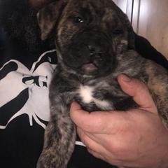 Boerboel Puppies from Divine Heir Boerboel