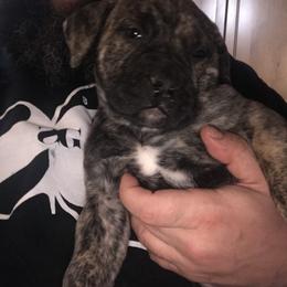 Boerboel Puppies from Divine Heir Boerboel