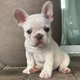 Diamond - Cream female French Bulldog puppy in Clermont, Florida from Nala’s Nest