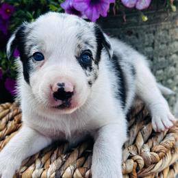 Boy 5 - blue merle - Blue merle male Border Collie puppy in Minden, Iowa from Rocking N Registered Border Collies & Labradors