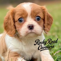 Cavalier King Charles Spaniels, Cavapoos, Cockapoos, and Cocker Spaniels from Rocky Road Puppies