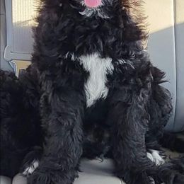 Luke - Black and white Bernedoodle puppy in Winchester, Indiana from Mystic River Poodles and Doodles