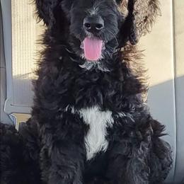 Luke - Black and white Bernedoodle puppy in Winchester, Indiana from Mystic River Poodles and Doodles
