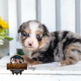 Indigo - Blue merle female Toy Australian Shepherd puppy in Granbury, Texas from Best Little Aussies