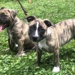 American Staffordshire Terriers from X-Pertise American Staffordshire Terrier