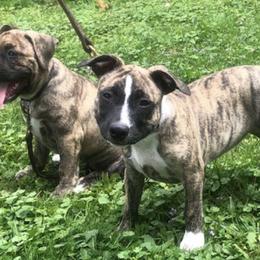 American Staffordshire Terriers from X-Pertise American Staffordshire Terrier