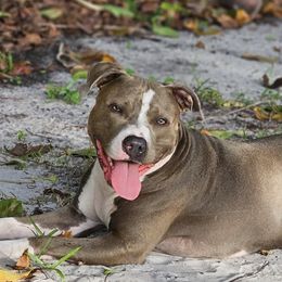 American Bullies from Khal Kennels
