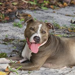 American Bullies from Khal Kennels