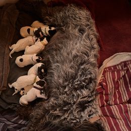 Dixie - Brown and gray female Wirehaired Pointing Griffon puppy in Grangeville, Idaho from Happy Hollow Griffons