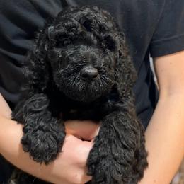 'Truffle' - orange collar (formerly white collar) - Black male Labradoodle puppy in Mc Cook, Nebraska from Powers Doodles