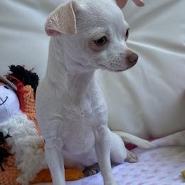 Chihuahua Puppies from Precious Petite Puppies