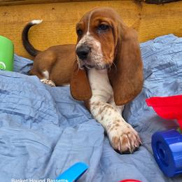 Wilson - Brown and white male Basset Hound puppy in Big Rapids, Michigan from Basket Hound Bassets
