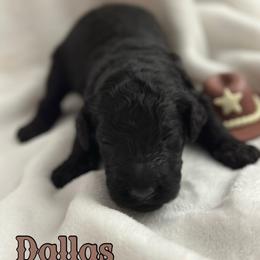 Dallas - Black male Poodle puppy in Dayton, Texas from Wolfe Island Poodles