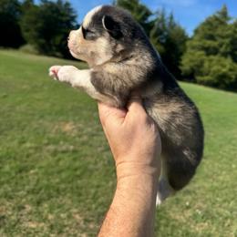 Scooby - Gray and white male Pomsky puppy in Gunter, Texas from The Painted Pomsky