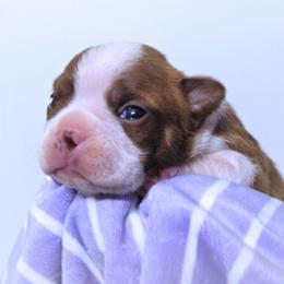 Baby Shar - Red female Boston Terrier puppy in Kingsport, Tennessee from Sleepwalker Bostons