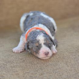 Orange - Blue merle male Bernedoodle puppy in Scottsboro, Alabama from Dixie Land Doodles