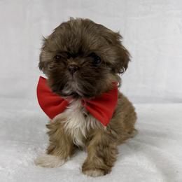 Mack - Liver male Shih Tzu puppy in Columbia, Kentucky from Lisa Bandy Shih Tzu