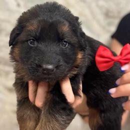 Ivory - Black and red female German Shepherd puppy in Canton, Texas from WILDWOOD GERMAN SHEPHERDS