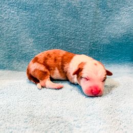 Chevy - Red merle and white male American Corgi puppy in Pahrump, Nevada from Desert Sunset Corgis