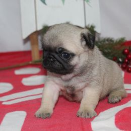 Dolly - Fawn female Pug puppy in Tuscola, Illinois from Dream on puppies