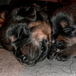 Rottweiler Puppies from Titanenheim Rottweilers
