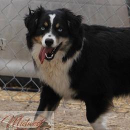 Miranda - Miniature Australian Shepherd