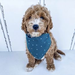Aussiedoodle and Goldendoodle Puppies from Garside Doodles