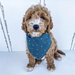 Aussiedoodle and Goldendoodle Puppies from Garside Doodles