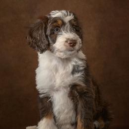 Sprout - Brown and white male Aussiedoodle puppy in Germantown, Ohio from Doodle Patch Farm