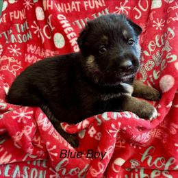 Blue Boy - Black and tan male German Shepherd puppy in Ashland, Ohio from Peachy Puppies
