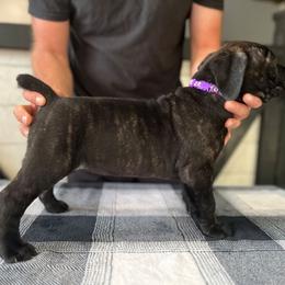 Purple Collar - Black brindle female Cane Corso puppy in Beaver Crossing, Nebraska from Blue River Cane Corso