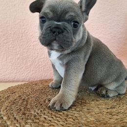 Blue collar - Blue fawn male French Bulldog puppy in Cordes Lakes, Arizona from Puppy Love AZ LLC