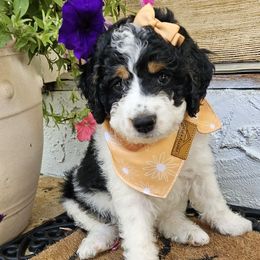 Savannah - Tri-color female Bernedoodle puppy in Decatur, Georgia from So Adoodable