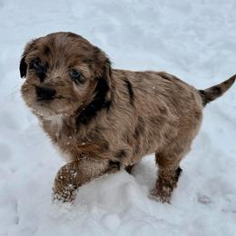Dappy - Red merle female Aussiedoodle puppy in Talihina, Oklahoma from Lockhart Mini Aussies