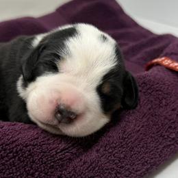 Boy 2 - Black, white and red male Greater Swiss Mountain Dog puppy in Oregon City, Oregon from Runamuck's Greater Swiss Mountain Dogs