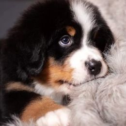 Bernese Mountain Dogs from Bernese Puppy Paws