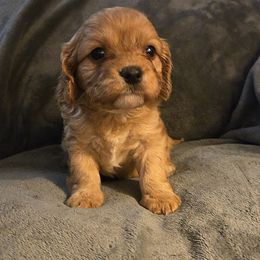 Abby - Red female Cavapoo puppy in Copan, Oklahoma from Tatums cavapoos