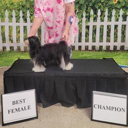 Havanese, Poodles, and Yorkshire Terriers from Ashley Nicole Ranch