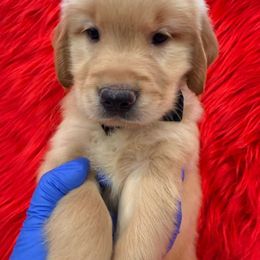 Golden Retriever Puppies from American True Golden retriever