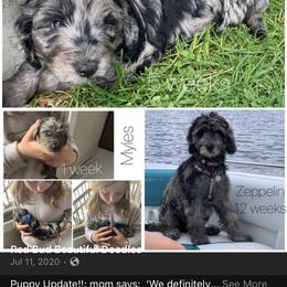 Aussiedoodle Puppies from Red Bud Beautiful Doodles